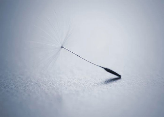 Fallen- Single Dandelion Seed- Silver Grey