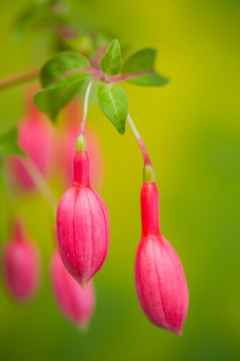 Fuchsia hybrida 倒挂金钟