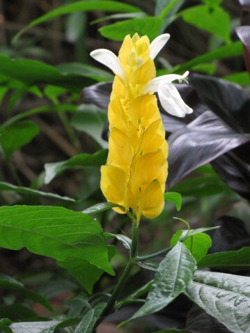 金苞花又称黄虾花、珊瑚爵床、金包银、金苞虾衣花。为爵床科常绿亚灌木，茎节膨大，叶对生，长椭圆形，有明显的叶脉，因其茎顶穗状花序的黄色．苞片层层叠叠，并伸出白色小花，形似虾体而得名。