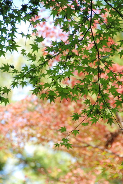 今朝花树下，不觉恋年光。