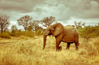 elephant on its way on the jungle