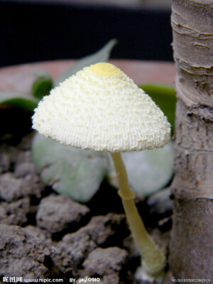花草蘑菇