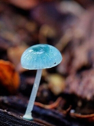 Mycena interrupta虽然颜色鲜丽但是并不发光,未成熟幼苗时期时呈现蓝色,有强烈的蓝色中心,成熟后慢慢褪色变得颜色发白,传说吃下后眼睛可以变成蓝色。