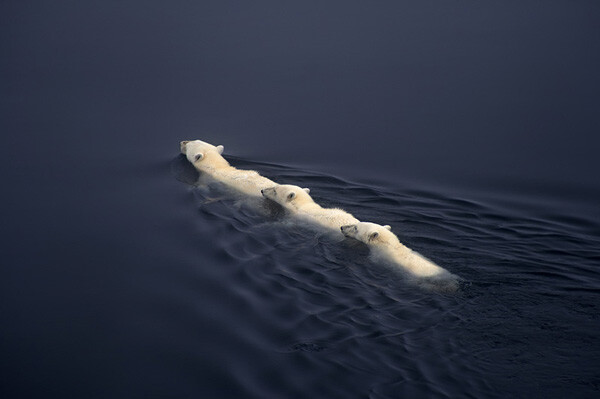 北极熊妈妈带着孩子们在海水中游泳，2007年拍摄于北极，来自英国摄影师Dennis Bromage..