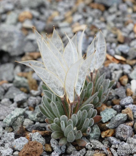 大地的翅膀， 英文名：Daggerpod ， 学名：Anelsonia eurycarpa~~