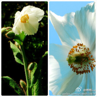 Meconopsis sarsonsii，绿绒蒿杂交品种中比较罕见的一种，花瓣呈白色至淡黄色~