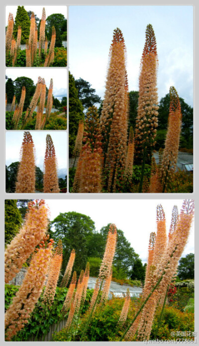 【剑叶独尾草】Eremurus stenophyllus百合科，独尾草属