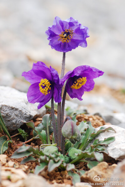 拟秀丽绿绒蒿Meconopsis pseudovenusta Tayl