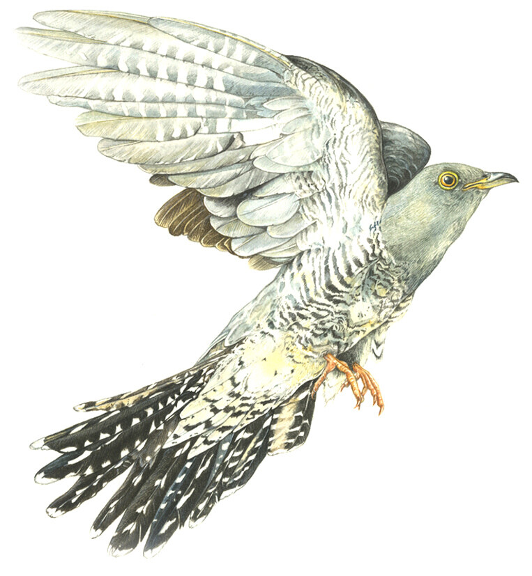 Cuckoo Watercolour artwork of Cuckoo in flight painted for wildlife signage in Old Bursledon nature reserve. Painted by Adam Finch 2012 