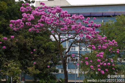 {紫花风铃木，学名：Tabebuia impetiginosa，摄影：chris.diewald }