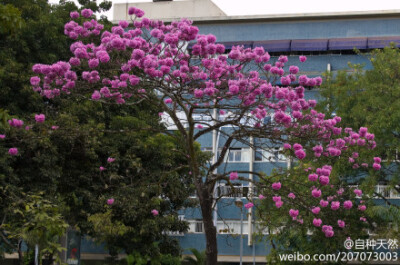 {紫花风铃木，学名：Tabebuia impetiginosa，摄影：chris.diewald }