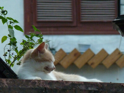 懒洋洋的猫咪，坐等细水长流