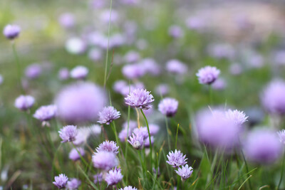 陌上花开，可缓缓归矣。