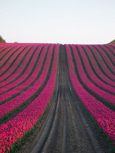 郁金香花海