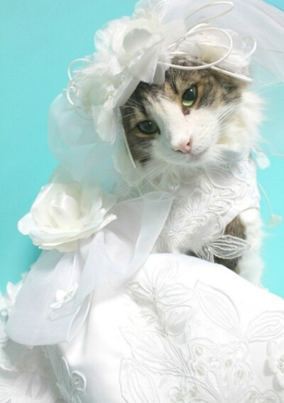 猫新娘