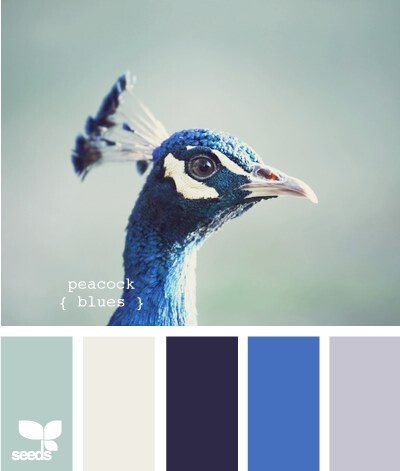 peacock blue 孔雀蓝