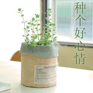 种子植物/花卉培育套装 小清新森女范 印度黄麻 麻布盆栽 zakka