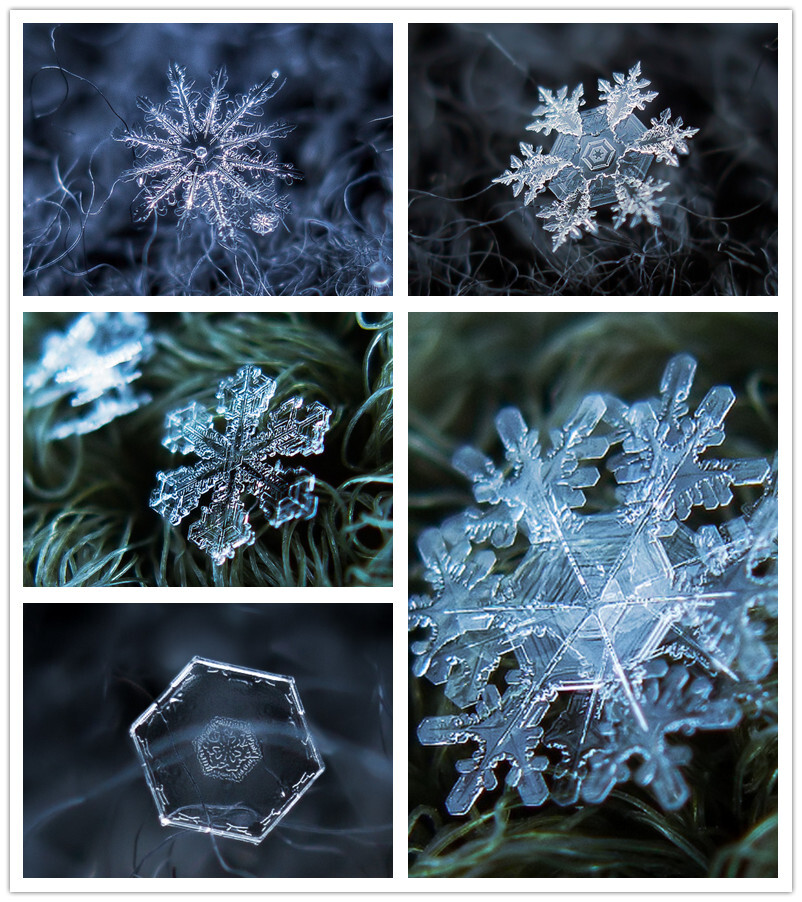 假如我是一朵雪花，翩翩的在半空里潇洒，我一定认清我的方向——飞扬，飞扬，飞扬，——这地面上有我的方向。不去那冷寞的幽谷，不去那凄清的山麓，也不上荒街去惆怅——飞扬，飞扬，飞扬，——你看，我有我的方向！——徐志摩《雪花的快乐》(Photos by Alexey Kljatov)