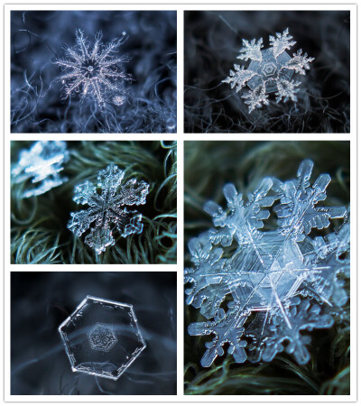 假如我是一朵雪花，翩翩的在半空里潇洒，我一定认清我的方向——飞扬，飞扬，飞扬，——这地面上有我的方向。不去那冷寞的幽谷，不去那凄清的山麓，也不上荒街去惆怅——飞扬，飞扬，飞扬，——你看，我有我的方向！…