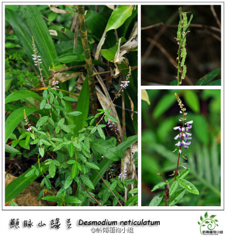 No.029 显脉山绿豆（Desmodium reticulatum） 蝶形花科山蚂蟥属 叶为三出复叶，叶脉明显故得名，又名“假花生”，跟花生长得还真有点像。总状花序顶生，花冠初时粉红色，后变蓝色。荚果有3至7节。生于田野间或山地灌丛中。花期6-8月，果期9-11月。(摄影: @BigKing_大金@槑-梅子)