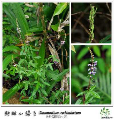 No.029 显脉山绿豆（Desmodium reticulatum） 蝶形花科山蚂蟥属 叶为三出复叶，叶脉明显故得名，又名“假花生”，跟花生长得还真有点像。总状花序顶生，花冠初时粉红色，后变蓝色。荚果有3至7节。生于田野间或山地灌…