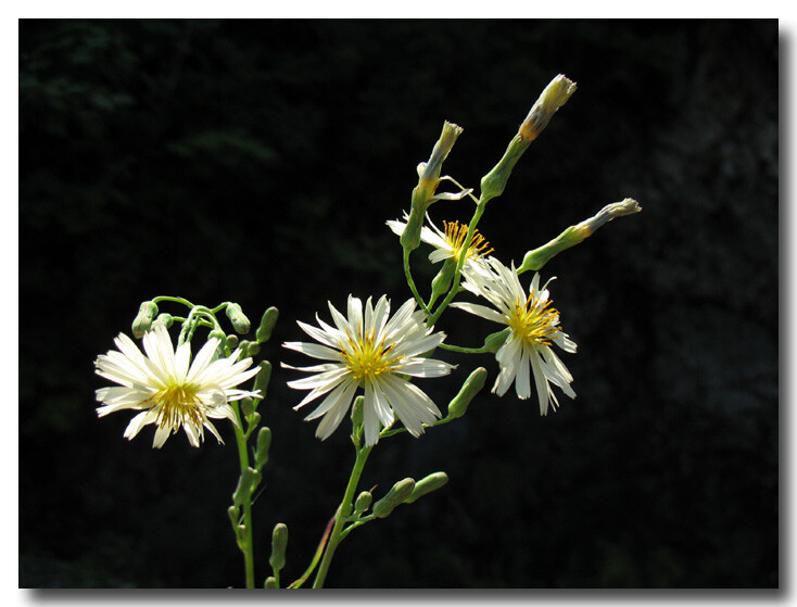 苦菜，学名山苦荬，别名：节托莲、小苦麦菜、苦叶苗、败酱、苦麻菜、黄鼠草、小苦苣、活血草、陷血丹、小苦荬、苦丁菜、苦碟子、光叶苦荬菜、燕儿衣、败酱草。为菊科植物山苦荬的全草或根。菊科，从株到叶到花都和蒲公英极像，也极为常见。花有白色和红色。