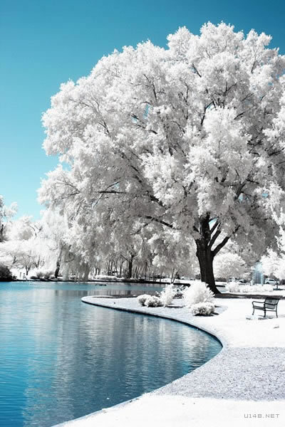 【最美的雪景】北卡罗来纳州夏洛特市