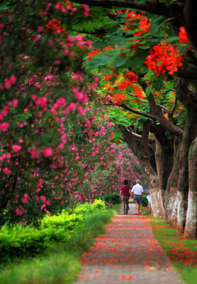 厦门的凤凰树开花了，就在槟榔路。经过一夜，落红满径，美不胜收。凤凰花开两季：一季老生走，一季新生来。