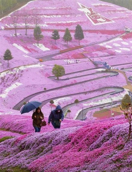 日本北海道的山坡~梦境一般，太美了~