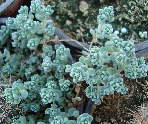 Sedum dasyphyllum【姬星美人】