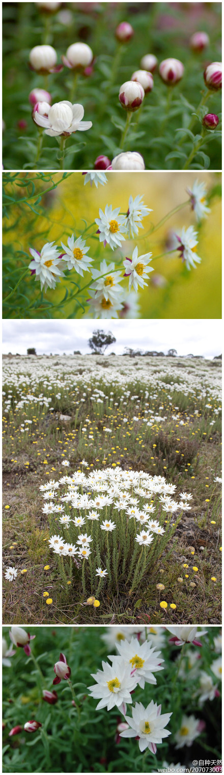 美，就一个字！ { &#39;银瀑&#39;纸鳞托菊，学名：Rhodanthe anthemoides &#39;Paper Cascade&#39; }