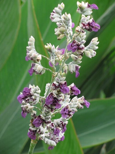 再力花 又名水竹芋、水莲蕉、塔利亚