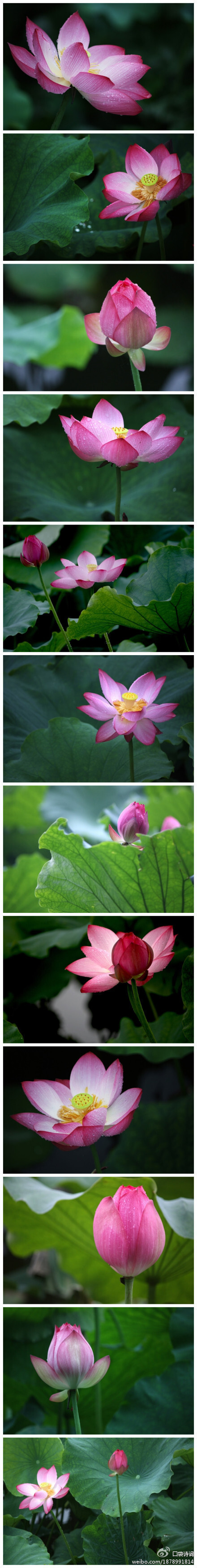 http://ww1.sinaimg.cn/large/6fff23c6gw1dufdvds372j.jpg