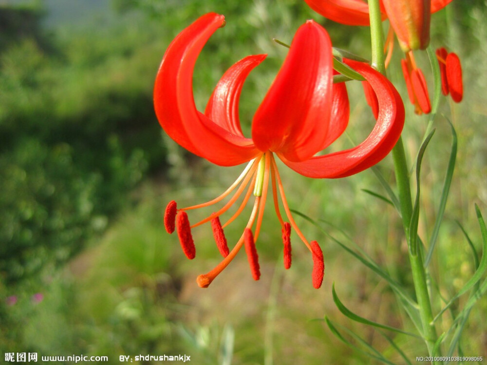 山丹花（学名：Lilium pumilum ）是百合科草本植物，株秆高30—40厘米，茎上生叶，细长纤弱，狭长如松叶。花被片长3-4.5cm，宽5-7mm，反卷，无斑点或有少数斑点，花药具红色花粉，花春末夏初开放，花下垂，花瓣向外反卷，色鲜红，通常无斑点，有时近基部有少数斑点，有光泽，具清香，甚美丽。蒴果近球形，直径1.7-2.2cm。花期6-8月，果期8-9月。生于向阳山坡；或有栽培。