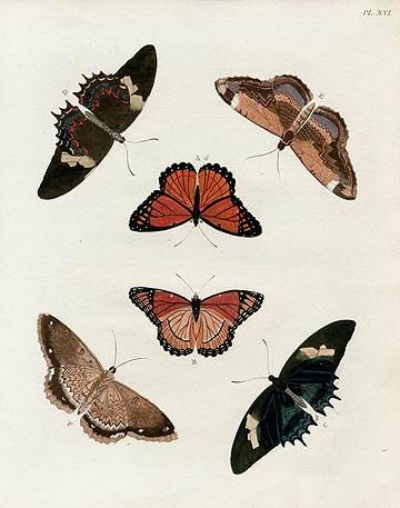 Pieter Cramer Butterflies 1775