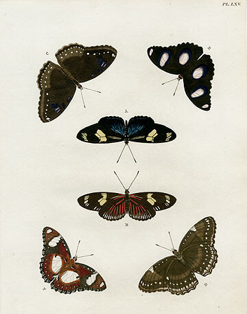 Pieter Cramer Butterflies 1775