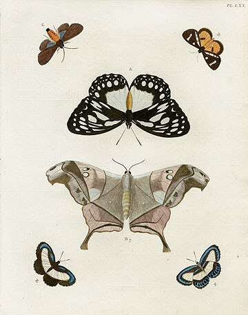 Pieter Cramer Butterflies 1775