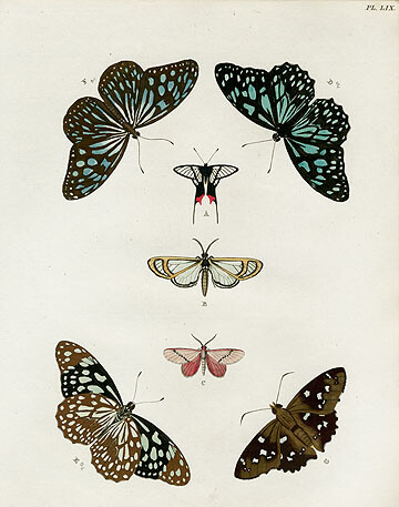 Pieter Cramer Butterflies 1775