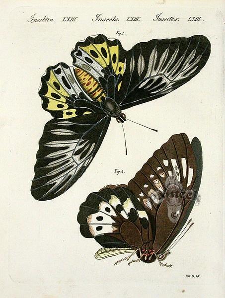 Papilio Remus