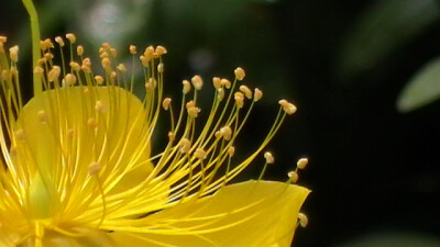 花开的季节……