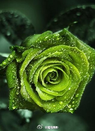 来自以色列的绿色玫瑰，名叫碧海云天 绿玫瑰花语—— 纯真简朴，青春长驻