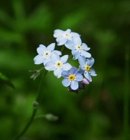 石玫瑰(common rockrose) 花语:普遍(universality)