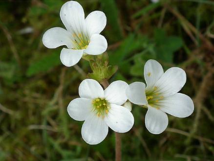 石玫瑰（Common Rockrose）花语：普遍（Universality）