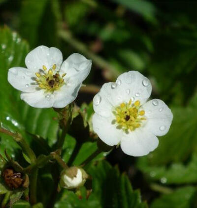 石玫瑰（Common Rockrose）花语：普遍（Universality）