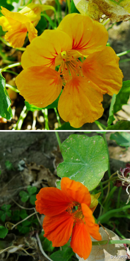 【旱金莲】又名金莲花、荷叶花，为金莲花科金莲花属的多年生草本花卉。叶形如碗莲，花多橘黄色，可用于盆栽。