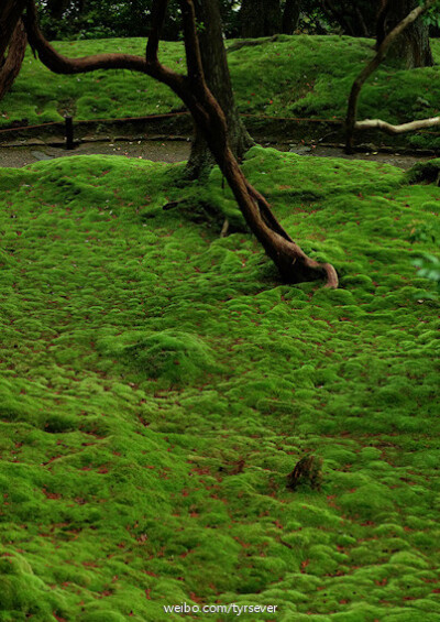 京都苔寺