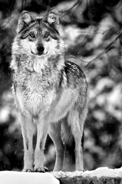 由于狩猎和气候变化等原因，墨西哥灰狼的数量一年比一年少，野外仅有50只左右。 作者 Scott Denny