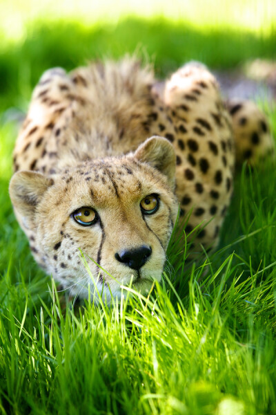 准备出击 作者 Mark Bridger