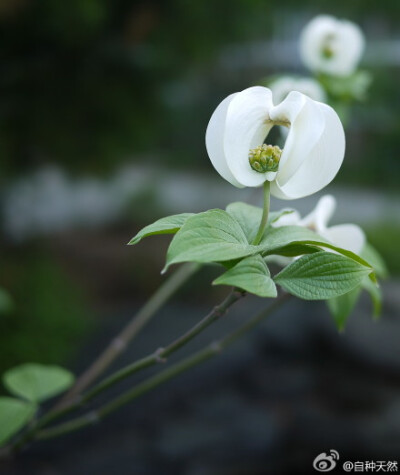 山茱萸、四照花、花水木