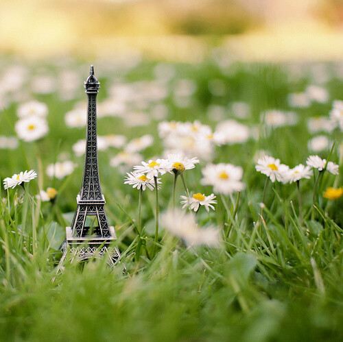 花丛中的のParis Tower"